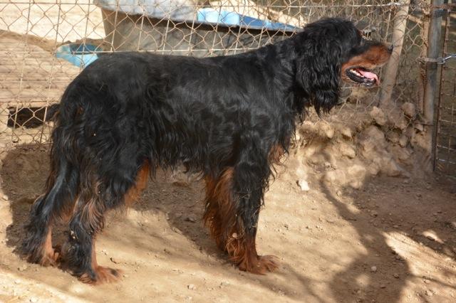 Gordon Setter, Rüde, ca. 7 Jahre 15630909wv