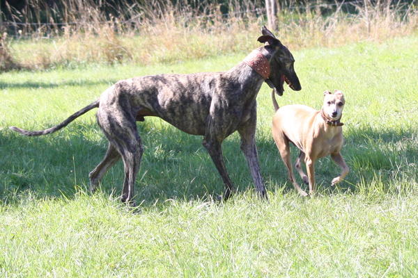 Galgo ISAIAS aus San Anton sucht ... 15733151js