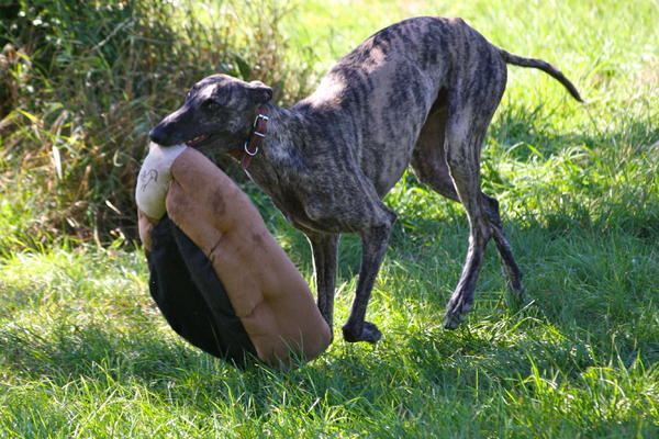 Galgo ISAIAS aus San Anton sucht ... 15733155ka