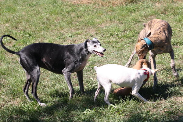 Galgo ISAIAS aus San Anton sucht ... 15733156et