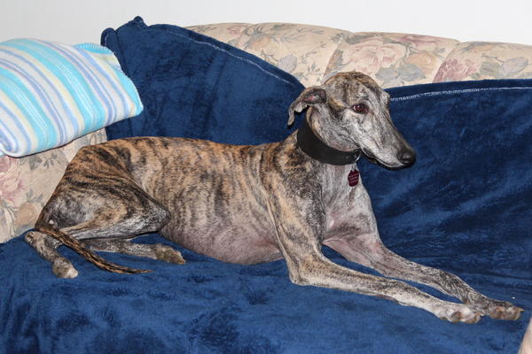 Galga PEPA aus San Anton sucht ... 15851172ki