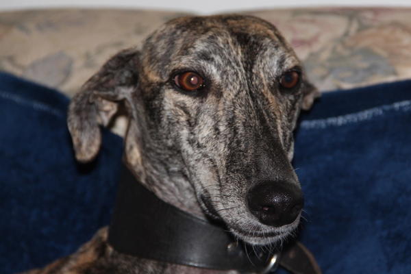 Galga PEPA aus San Anton sucht ... 15851174lu