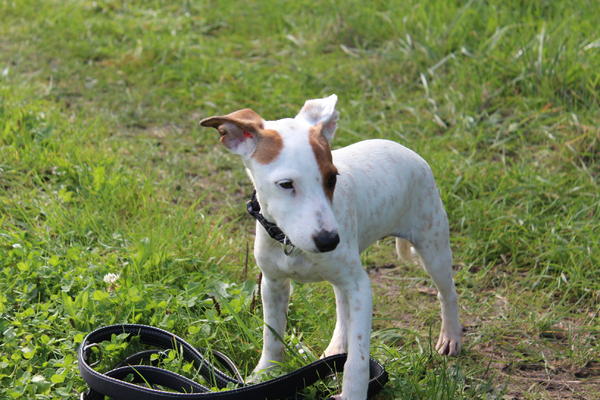 Mischlingswelpe CHISPI aus San Anton sucht ... 16117923vz