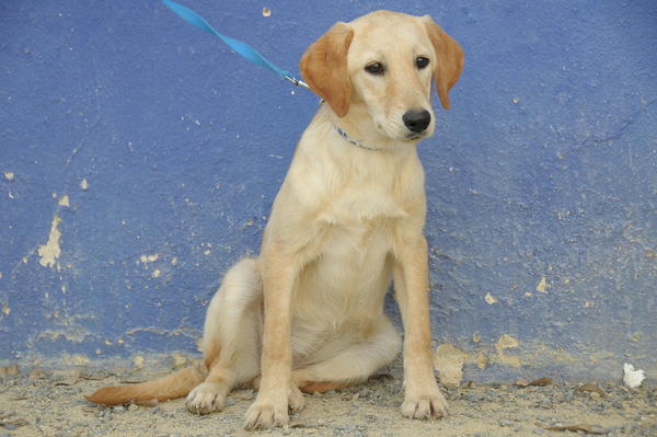 Mischlingshündin AMAL aus San Anton sucht ... 16286203bl