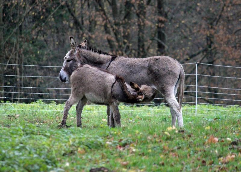 Kleine Eselei 16422350ec