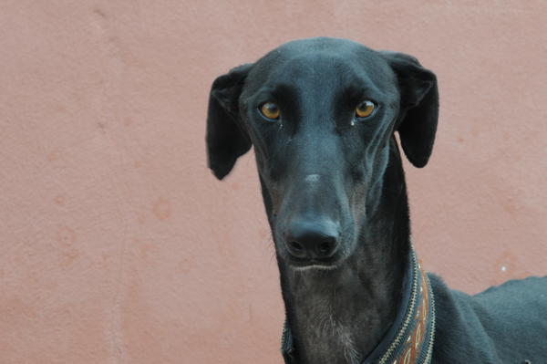 Galgo GALINDEZ aus San Anton sucht ... 16577085jc