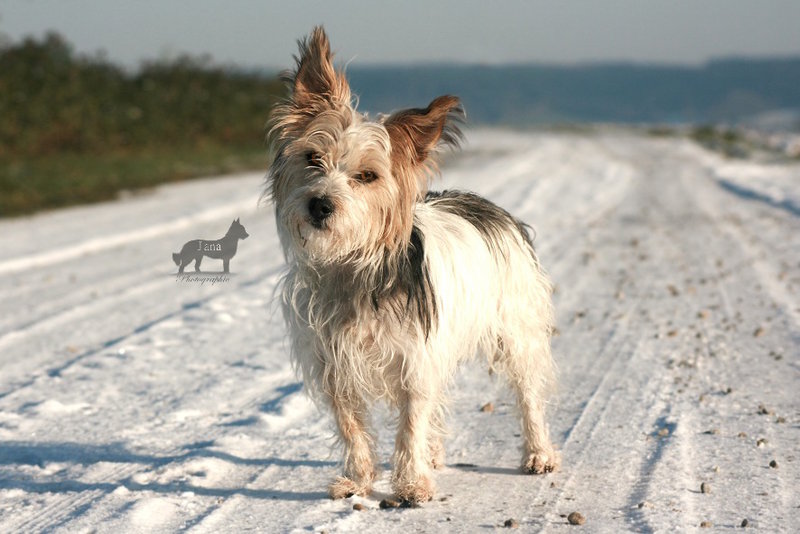 Potrait im ersten Schnee 16590673po