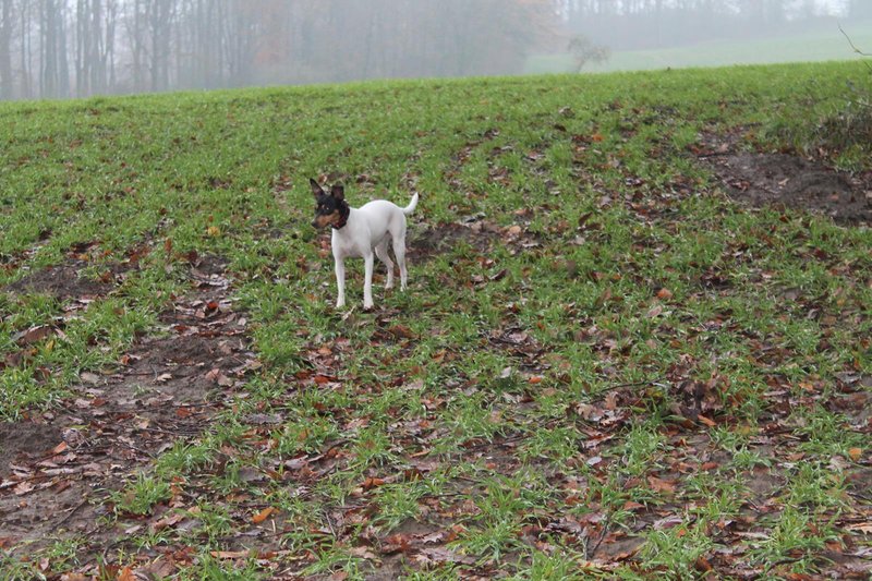 Balto: Ein Labbi zieht um... - Seite 2 16718446ze