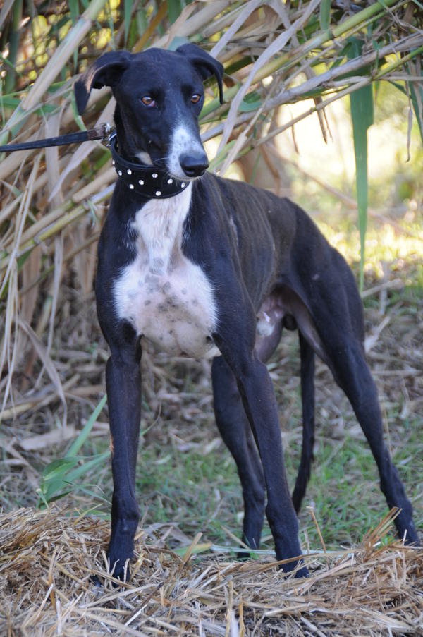 Galgo GALID aus San Anton sucht ... 16735748wr