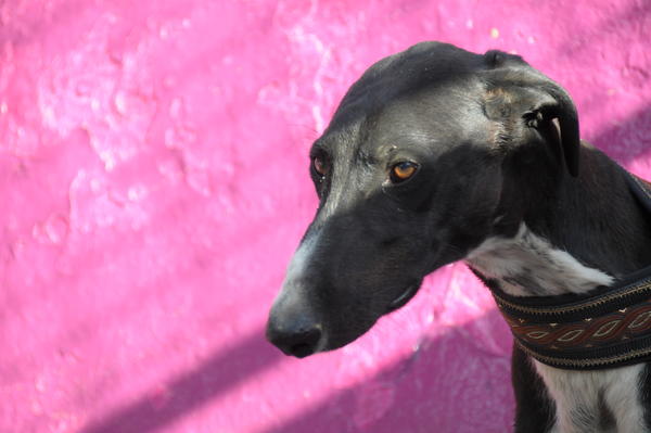 Galgo GALID aus San Anton sucht ... 16735749xc