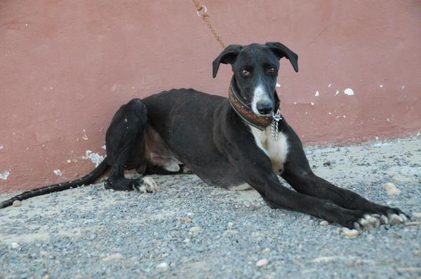 Galgo GALID aus San Anton sucht ... 16735750yn