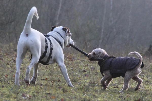 Labrador-Mischling FLY aus Luxemburg sucht ... 16770937gv