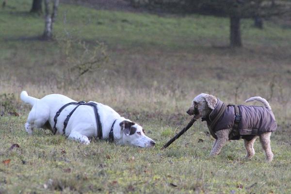 Labrador-Mischling FLY aus Luxemburg sucht ... 16770941qc