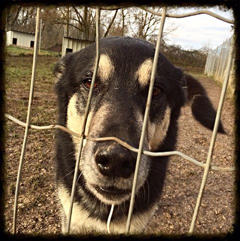 Husky-Schäferhund-Mix ETHER aus Verdun (F) sucht ... 16814343je