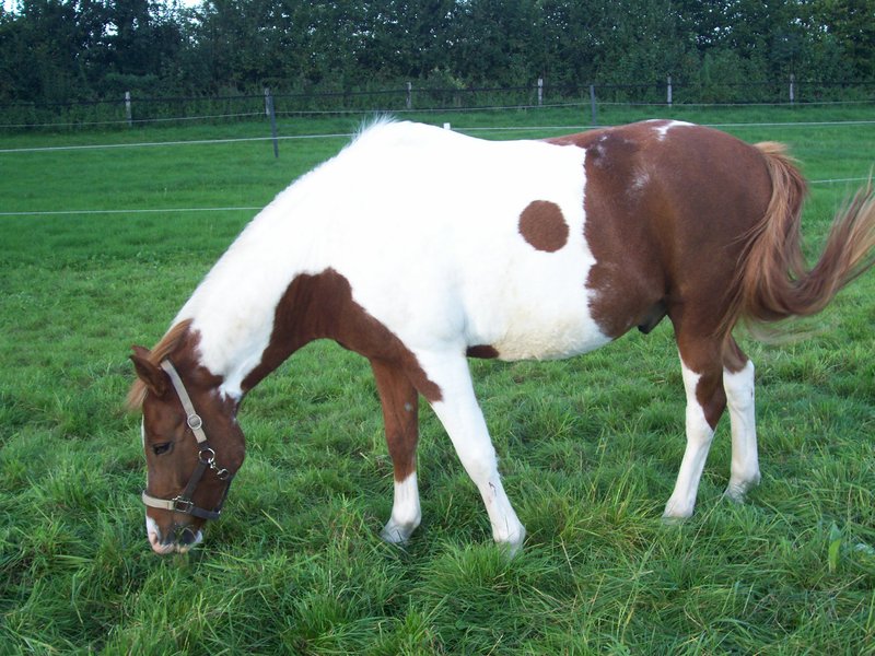 Sättel für Pony und erwachsenen Reiter - Seite 3 17029847av