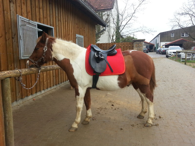 Sättel für Pony und erwachsenen Reiter - Seite 3 17029862oj