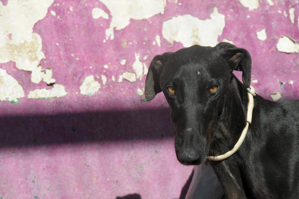 Galgo GALINDEZ aus San Anton sucht ... 17031209pj