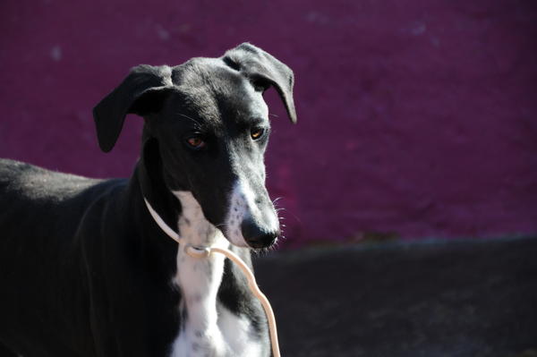 Galgo GALID aus San Anton sucht ... 17031408fi