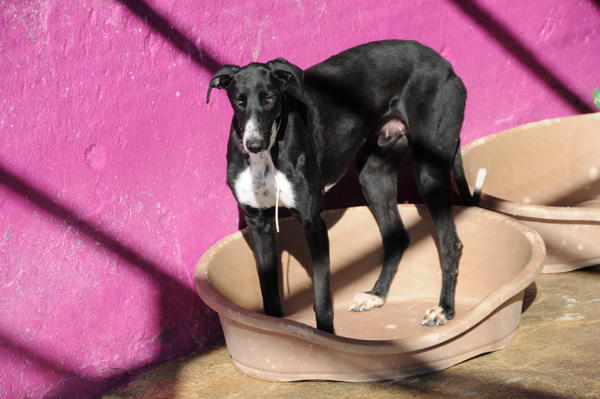 Galgo GALID aus San Anton sucht ... 17031409eh