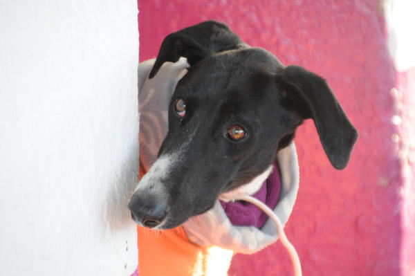 Galgo GALID aus San Anton sucht ... 17031416aw