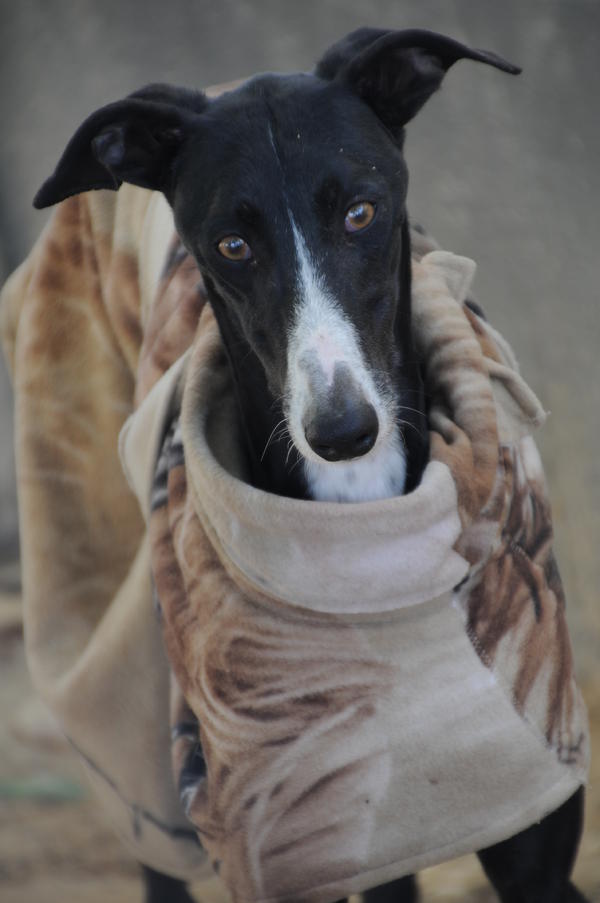 Galgo NAJEEB aus San Anton sucht ... 17043192nf