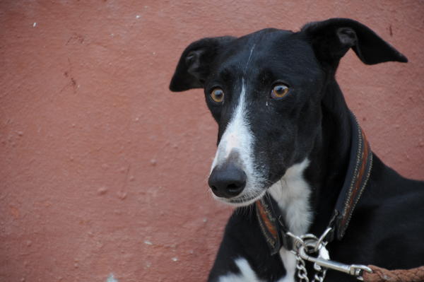 Galgo NAJEEB aus San Anton sucht ... 17043194ip