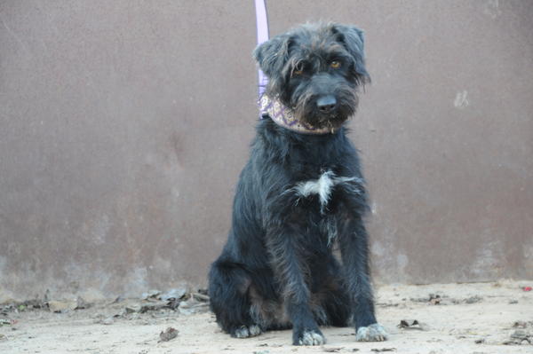 Schnauzer-Mischlingshündin SASSA aus San Anton ... 17043197sl