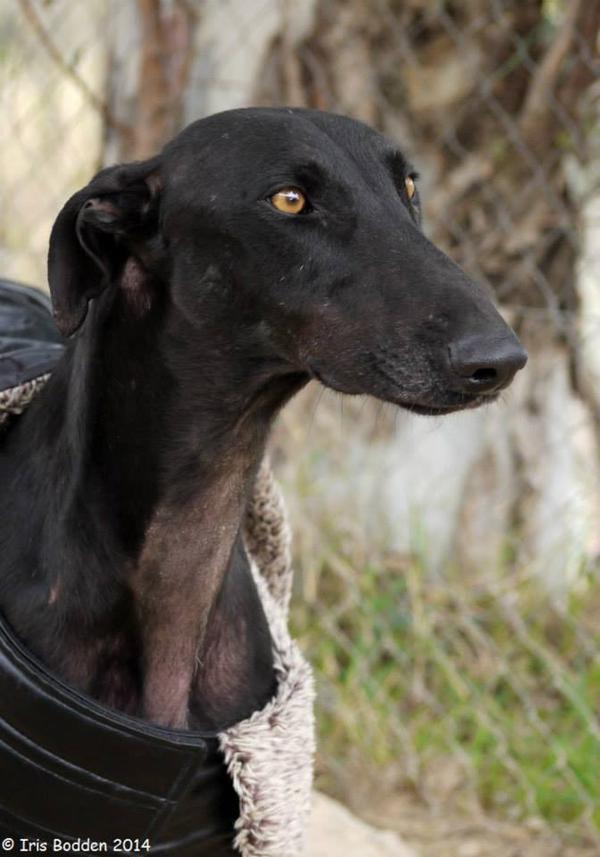 Galgo GALINDEZ aus San Anton sucht ... 17181032zl