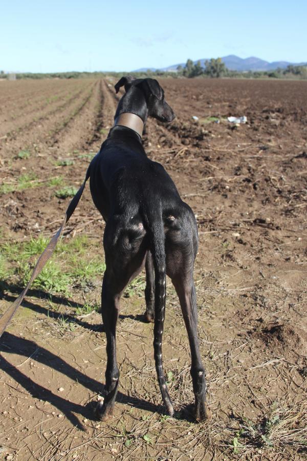 Galgo GALINDEZ aus San Anton sucht ... 17181345tk