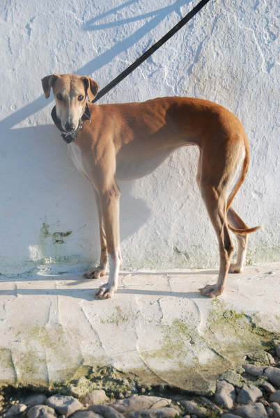 Galgo Mexx in San Anton sucht...-Galgo Hilfe e.V.- 1726529