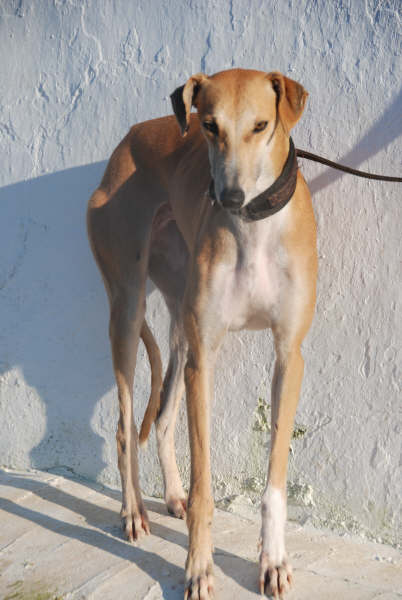 Galgo Mexx in San Anton sucht...-Galgo Hilfe e.V.- 1726530