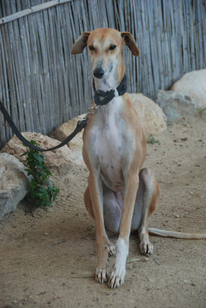 Galgo Mexx in San Anton sucht...-Galgo Hilfe e.V.- 1726536