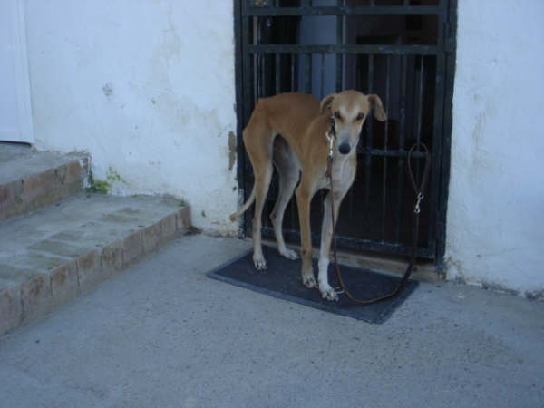 Galgo Mexx in San Anton sucht...-Galgo Hilfe e.V.- 1726537