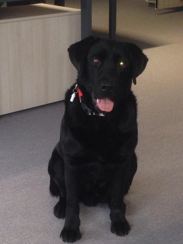 Labrador MICKY aus San Anton wünscht sich ... 17299931tp