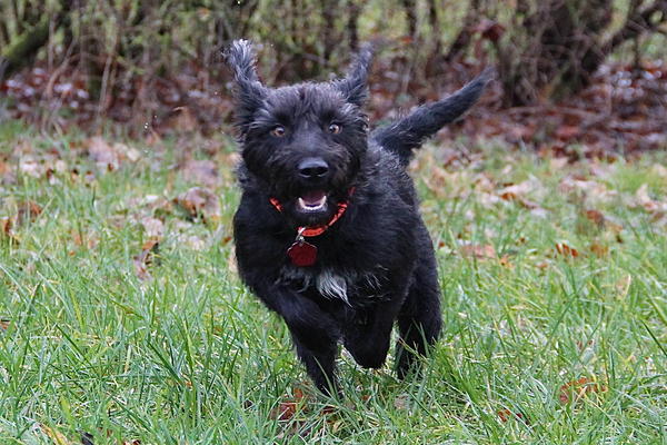 Schnauzer-Mischlingshündin SASSA aus San Anton ... 17316494ez