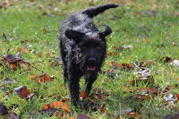 Schnauzer-Mischlingshündin SASSA aus San Anton ... 17316499bu