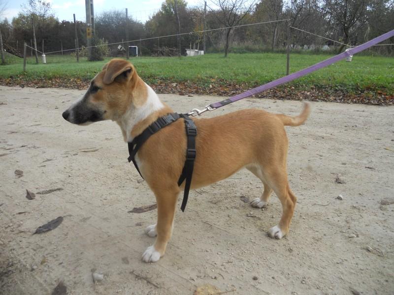 Panna - eine Bullterriermix-Hündin seit dem Welpenalter an im Tierheim... 17326823ry