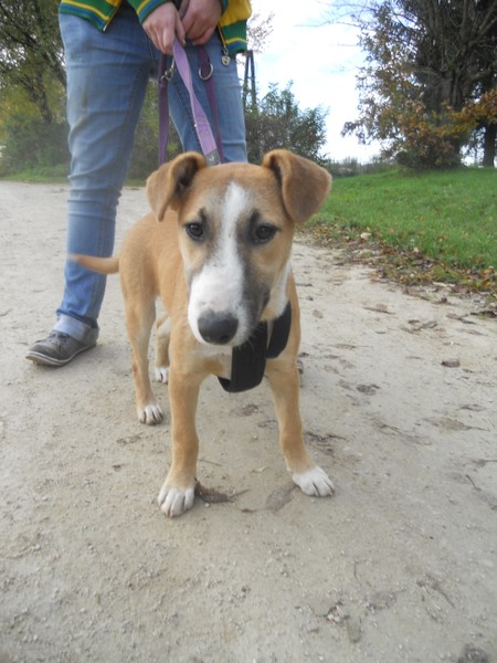 Panna - eine Bullterriermix-Hündin seit dem Welpenalter an im Tierheim... 17326825py