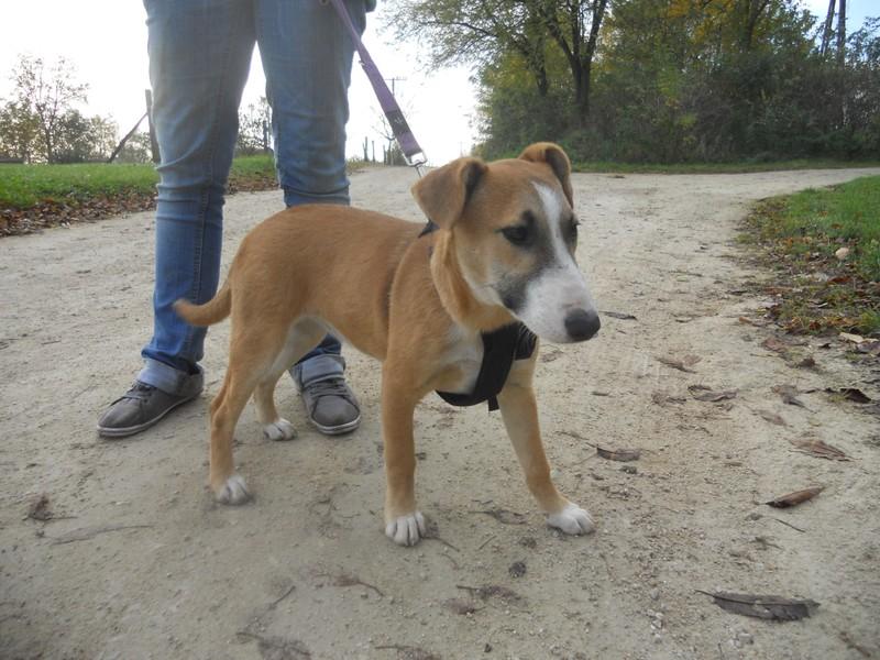 Panna - eine Bullterriermix-Hündin seit dem Welpenalter an im Tierheim... 17326826lp