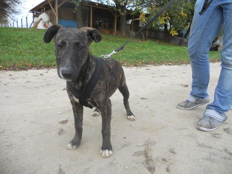 Pocok - ein Bullterriermix-Rüde seit dem Welpenalter an im Tierheim... 17326883qh