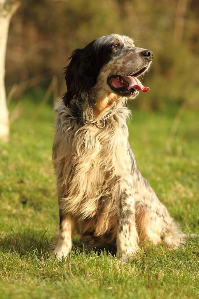 Sos Setter Santander - Lord Byron - English Setter - 6 Jahre  17343997kq