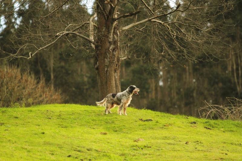 Sos Setter Santander - Lord Byron - English Setter - 6 Jahre  17343998mp