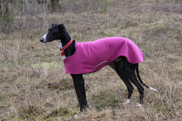 Galgo NAJEEB aus San Anton sucht ... 17363970kl