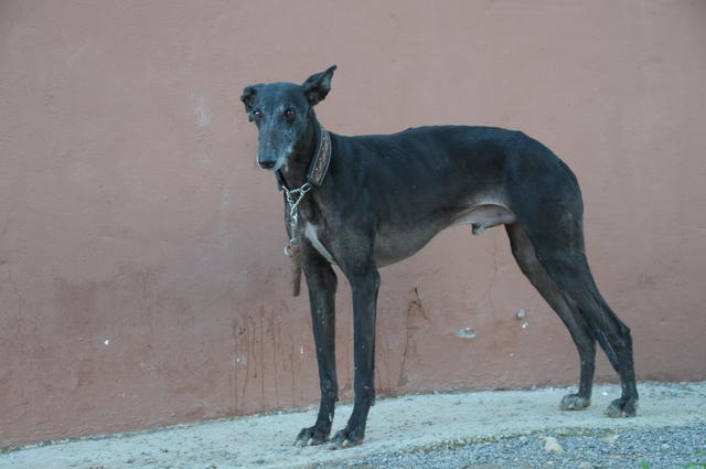 Galgo MERLE aus San Anton sucht ... 17529237vg