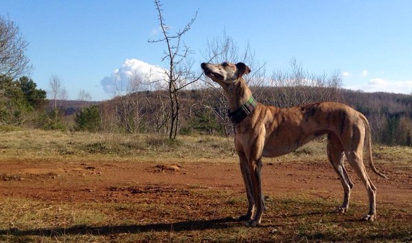 Galga COSMA aus Ramonete sucht ... - Seite 3 17579034yd