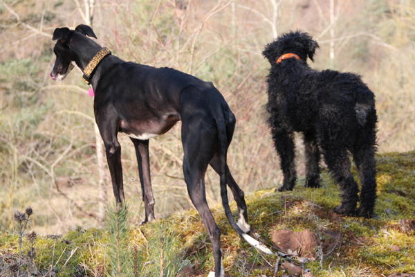 Wasserhund-Mischling BIKO aus San Anton sucht ... 17589662fb