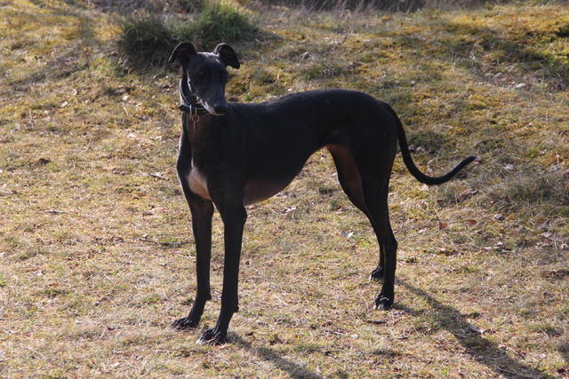 Galga ZARZUELA aus San Anton sucht ... 17591541pn