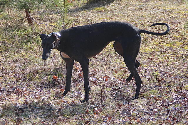 Galga ZARZUELA aus San Anton sucht ... 17591544lv