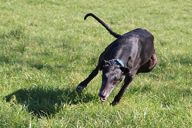 Galgo MERLE aus San Anton sucht ... 17613335bo