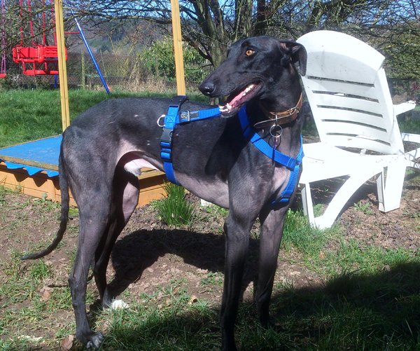 Galgo GALINDEZ aus San Anton sucht ... - Seite 2 17861502gu